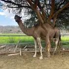 لقحه حمرا ملاقي