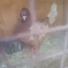 حمام للبيع