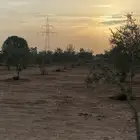 شجر زيتون مثمر