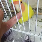 طيور روز للبيع