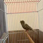 كناري تغريد نار( تم البيع )