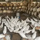 حمام فرنسي للبيع