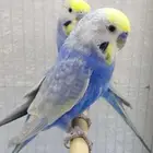 جوز بادجي رينبو...