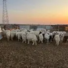 غنم مراح نظيف