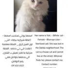 قطه مفقوده