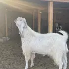 تيس مشروك