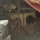 دجاج بلدي