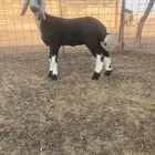 رخل ترضع