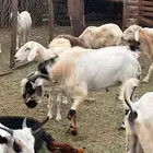 تيس بيشي امرخ