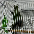 درة هنديه