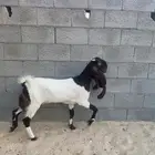 جفره خصم