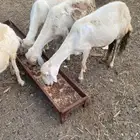 ضان مقاني بالمجاردة
