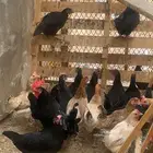 للبيع دجاج بلدي