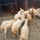 خرفان تربية بلدي
