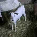 معزة جنوبيه