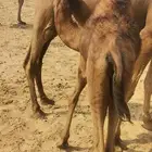 قعدان للبيع