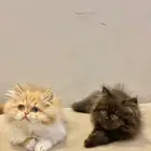 قطط للتبني
