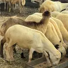 خرفان ذبائح وتربية بلدي