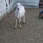 شاه للبيع حايل مشروطه