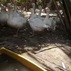 وز للبيع