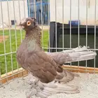خوارج مميزه