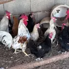 دجاج بلدي بياض
