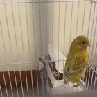 كناري ذكر انتاج البلد
