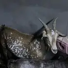 ماعز جنوبيه