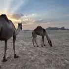 قعود سمين على لبن امه والرعي