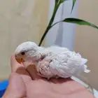 روز البينو ولاتينو