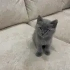 كيتن سكوتش فولد