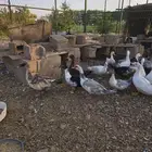 بط مصري شهرمان مسكوفي
