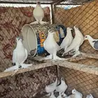 حمام بالوني