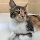 للتبني