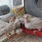 صيصان حبش
