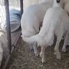 بهم كفوو عماره 7اشهور