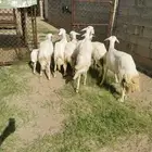 غنم للبيع في الواديين