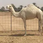قعود لبيع