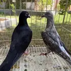 جوز حمام زاجل للبيع