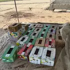 تمر علف
