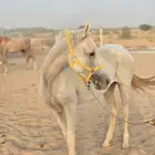 للبيع فرس شعبيه معها مهر