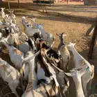 تيوس نعيمي سواكن قعدان حشو مفاريد بمزارعنا