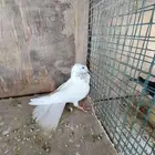 انثي عدد 2 باكستاني