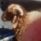 خروف طيب للبيع