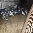 حمام بلدي