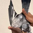 ( تم البيع ) زوج قولدن TOP