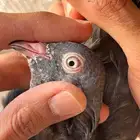 طبات Ram
