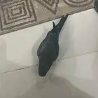 كويكر الاحساء