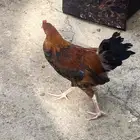 دجاج عربي كبار ووسط وصغار