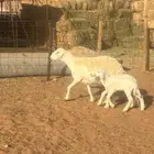 حريات متابيع للبيع